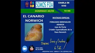 👉 EL CANARIO NORWICH #viralshortsvideo #birds #canaricultura #shortsfeed #aves #shortsfeed2026 