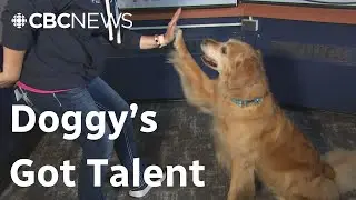 Talented dog Tommy shows off tricks