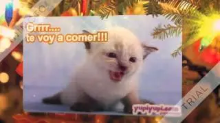 Intro Navidad!- Jachu de mg!!-