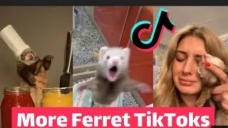 ferret TikTok compilation 2021 | try not to laugh