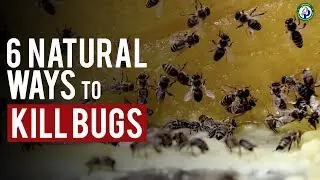 6 Natural Ways to Kill Bugs in your House