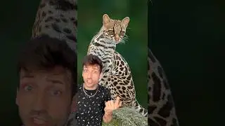 The Margay is an actual &ldquo;Copy Cat&rdquo; #margay