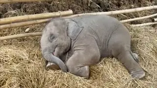 Cute Baby Elephant Taking a Nap in the Grass