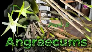 Обновление корней орхидей Angraecum sesquipedale за сезон 2025 г. | Орхидеи Мадагаскара #ninjaorc...