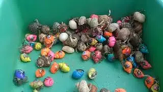 Catch puffer fish and hermit crabs, snails, slugs, eels, crabs, nemo fish, sharks, fish in the sea