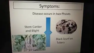 Stem Canker & Black Scurf Of Potato by Dr D P Awasthi