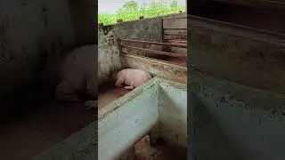 pigfram 🐖 feed #pig #pigfeed #animals #pigeonlover #feedshorts #pets #surah #pigeonlover