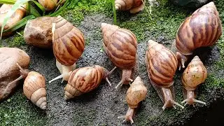 The Amazing Adaptation of Snails, more than just a shell #snail #nature #SnailAdaptations
