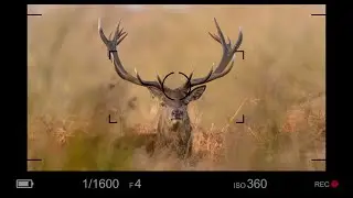 Zdjęcia portretowe Jeleni oraz Łukasz ze swoim Tamronem 150 - 600 i Canonem EOS 6D Mark II