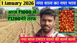 Tomato Price Today | 1January2026 New Year Update | ₹1000&ndash;₹1200 Market Rate | Our Estimate Came True