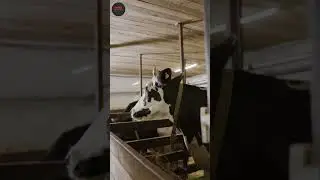 Think she forgot you? Cows recognize faces just like we do!🐮👀#shorts #youtubeshorts