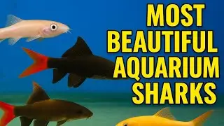 🦈🦈Albino Catfish & Red Tail Shark &ndash; Variety Explained!