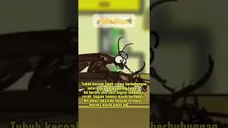 Fakta Kecoak !