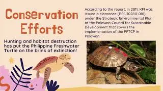 Philippine Forest Turtle
