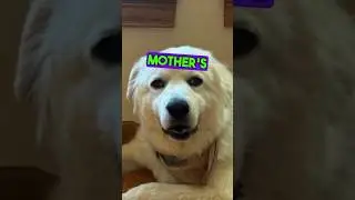 Short Speech On Mother's Day - Dog Edition #shorts