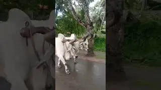 #goshala#iskconmayapur#mayapur#beautifulcows#bulls#iskcongoshala#vedic