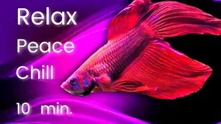 CALMING 10 min RELAX | Meditate | Chill | Array Mbira