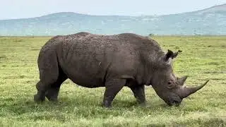 Enjoy a Safari in Kenya and See the Big Five with Us! 
