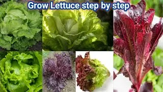 How to Grow lce Berg Lettuce and Red Lettuce