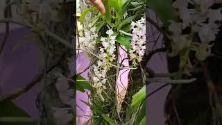 Orchid species of North East India - The beautiful and fragrant aerides odorata #orchidsofAssam