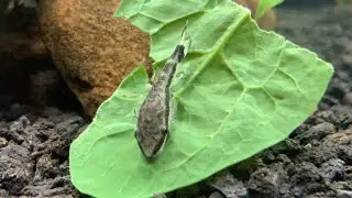 How to SINK VEGGIES for your FISH 🐠