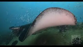 Dive the Legendary Yongala Wreck & Coral Sea | 7 Nights of Mega Marine Life Adventure