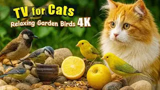Ultimate Pet TV 😺🐶🐦 Unlimited Colorful Birds in Nature | Hypnotic Relaxing Video 4K HDR