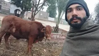 Visit to buffalo and cows farm Shaka da vlog,🐄🐄