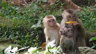 Monkey Katy looks strong personality can take care and protect baby Ronnie, she's a good little mom