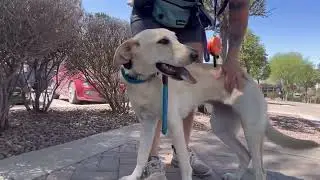 8 m/o Labrador mix, ARIA, 2 week board and train, Best dog trainer in El Paso