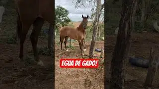Tchow gado que &Eacute;gua top de pega de boi no mato pelagem incr&iacute;vel e bem cuidada!👏👏👏🥰🏡🐎🤠🐂🏇🏇🏇❤️