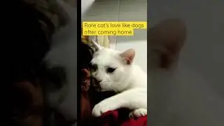 Funny cat love #funnycat#animallove#felinelove#cats #pawsome#doglove#persiancat