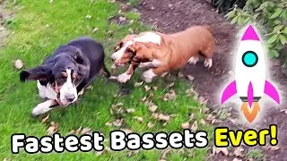 Basset Hound SLOW and LAZY? Watch this!! 🚀