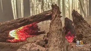 Wildfire Damage at Big Basin Extensive but Largest Redwoods Should Survive