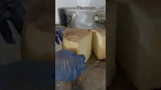 cutting cheddar cheese #tastycheese #cheese