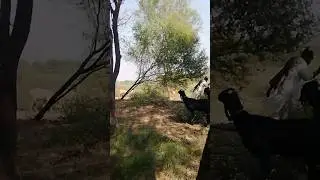 woodcutting services woodcutting machine woodcutting 🌴🌴🌴🌴🌴🌴🌲🌲🌳🏝️🏝️🏝️🏝️