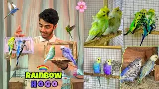 Rainbow hogoromo budgies k 2 pair lga diye💜🌈|Combo budgie baby ko pkr lia