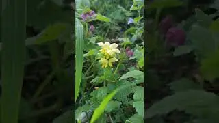 Lamium album, galeobdon și purpureum(urzică moartă)
