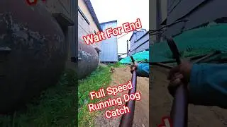 Gojo Full Speed Running Dog Catch #gojo #speed #dogwithpublicsafety #dog #running