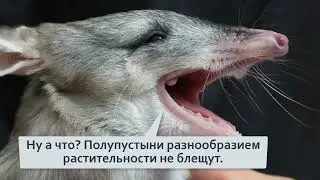 Кроличий бандикут  Как кролики из Европы загнобили кроликов из Австралии