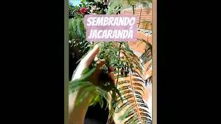 🌱 Como sembrar un &aacute;rbol de JACARAND&Aacute; desde su semilla! 🌿 Paso a paso
