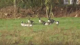 Little Ouse info & White fronted Geese etc Nunnery Lakes Thetford UK 23Jan16 915a