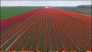 Tulpenfelder in den Niederlanden im Jahr 2025 n&auml;he Beerta