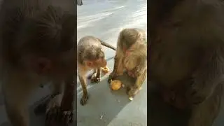 monkeys are eating sweet potatoes #shorts#youtubeshorts #monkey #ytshorts #viral