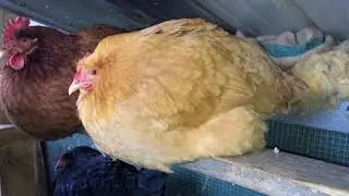 Arctic Blast Chicken Update