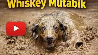 &ldquo;Dog Stuck in Deep Mud 😢 | Shocking & Emotional Scene -