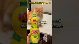 Weird Cats Moves #cat #funny #pets 260112