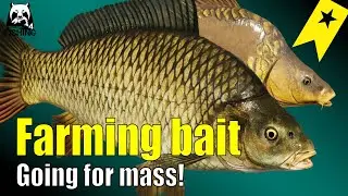 Русская рыбалка 4 - Янтарное озеро - Выращивание наживки с карпом #rf4 #russianfishing4