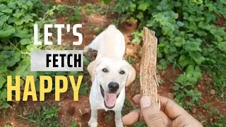 Watch Happy's trick while playing a game of fetch in the banana orchard 🤩
