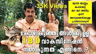 How to give IBD vaccine to chicks ? |  IBD  വാക്‌സിനേഷൻ എങ്ങനെ ചെയ്യാം? | IBD vaccination engane ?